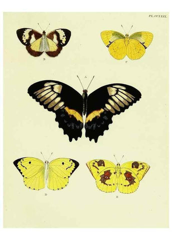 Reproducción/Reproduction 22621263831: De uitlandsche kapellen voorkomende in de drie waereld-deelen, Asia, Africa en America,. Amsteldam,Chez S. J. Baalde;1779-1782.