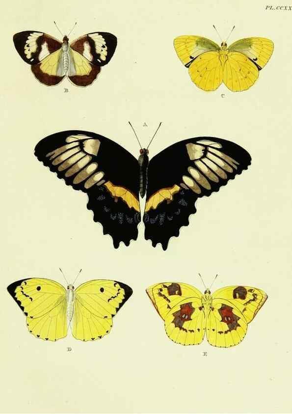 Reproducción/Reproduction 22621263831: De uitlandsche kapellen voorkomende in de drie waereld-deelen, Asia, Africa en America,. Amsteldam,Chez S. J. Baalde;1779-1782.