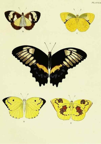 Reproducción/Reproduction 22621263831: De uitlandsche kapellen voorkomende in de drie waereld-deelen, Asia, Africa en America,. Amsteldam,Chez S. J. Baalde;1779-1782.
