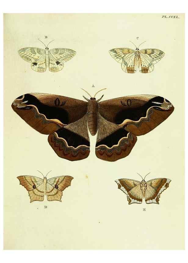 Reproducción/Reproduction 22610092025: De uitlandsche kapellen voorkomende in de drie waereld-deelen, Asia, Africa en America,. Amsteldam,Chez S. J. Baalde;1779-1782.