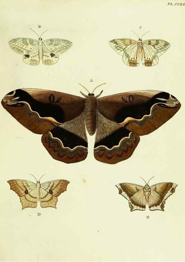 Reproducción/Reproduction 22610092025: De uitlandsche kapellen voorkomende in de drie waereld-deelen, Asia, Africa en America,. Amsteldam,Chez S. J. Baalde;1779-1782.