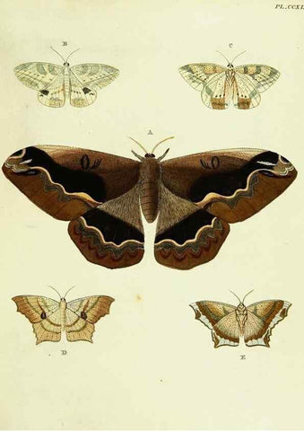 Reproducción/Reproduction 22610092025: De uitlandsche kapellen voorkomende in de drie waereld-deelen, Asia, Africa en America,. Amsteldam,Chez S. J. Baalde;1779-1782.