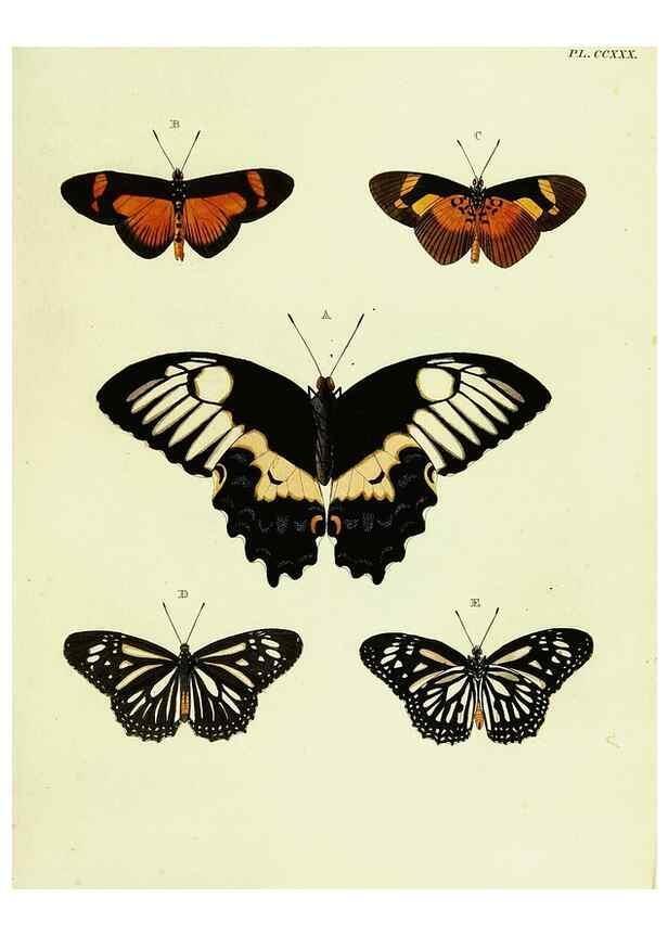 Reproducción/Reproduction 22584044206: De uitlandsche kapellen voorkomende in de drie waereld-deelen, Asia, Africa en America,. Amsteldam,Chez S. J. Baalde;1779-1782.