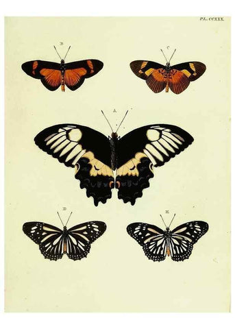 Reproducción/Reproduction 22584044206: De uitlandsche kapellen voorkomende in de drie waereld-deelen, Asia, Africa en America,. Amsteldam,Chez S. J. Baalde;1779-1782.