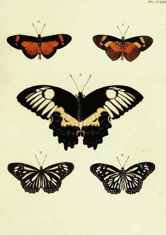 Reproducción/Reproduction 22584044206: De uitlandsche kapellen voorkomende in de drie waereld-deelen, Asia, Africa en America,. Amsteldam,Chez S. J. Baalde;1779-1782.