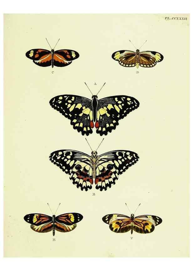 Reproducción/Reproduction 22422129370: De uitlandsche kapellen voorkomende in de drie waereld-deelen, Asia, Africa en America,. Amsteldam,Chez S. J. Baalde;1779-1782.