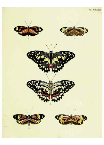 Reproducción/Reproduction 22422129370: De uitlandsche kapellen voorkomende in de drie waereld-deelen, Asia, Africa en America,. Amsteldam,Chez S. J. Baalde;1779-1782.