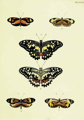 Reproducción/Reproduction 22422129370: De uitlandsche kapellen voorkomende in de drie waereld-deelen, Asia, Africa en America,. Amsteldam,Chez S. J. Baalde;1779-1782.