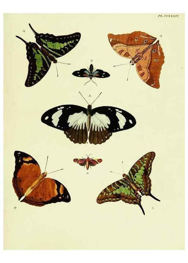 Reproducción/Reproduction 22610065695: De uitlandsche kapellen voorkomende in de drie waereld-deelen, Asia, Africa en America,. Amsteldam,Chez S. J. Baalde;1779-1782.