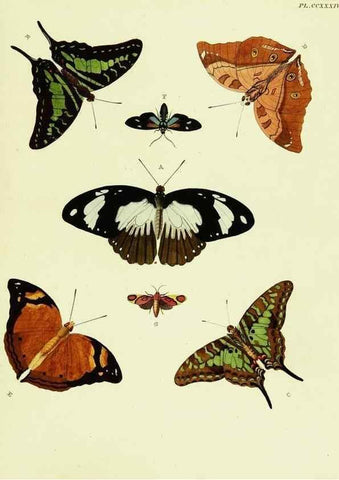 Reproducción/Reproduction 22610065695: De uitlandsche kapellen voorkomende in de drie waereld-deelen, Asia, Africa en America,. Amsteldam,Chez S. J. Baalde;1779-1782.
