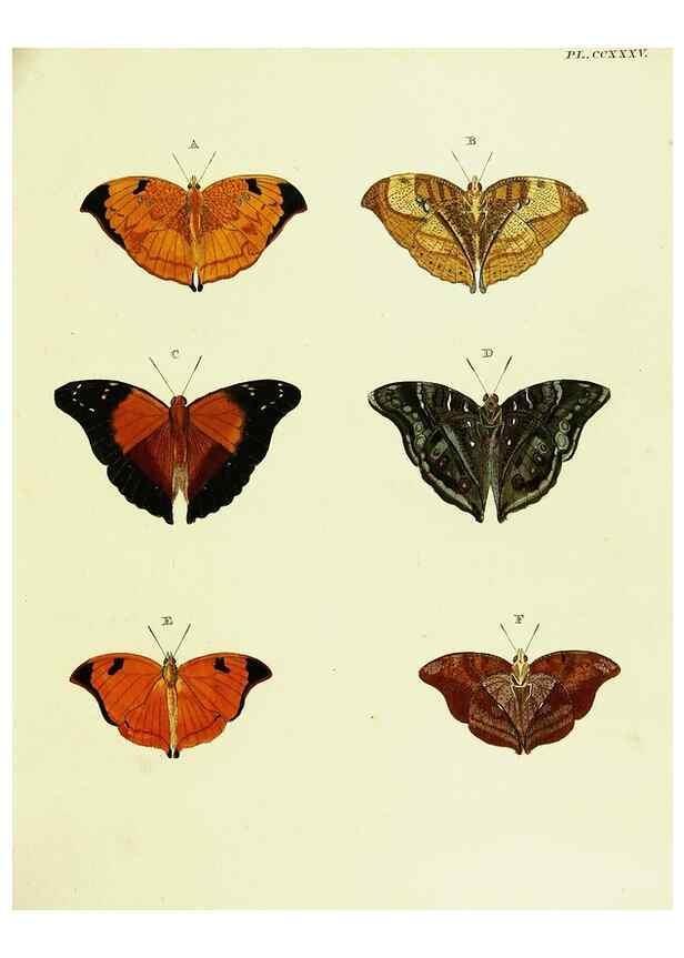 Reproducción/Reproduction 22596542282: De uitlandsche kapellen voorkomende in de drie waereld-deelen, Asia, Africa en America,. Amsteldam,Chez S. J. Baalde;1779-1782.