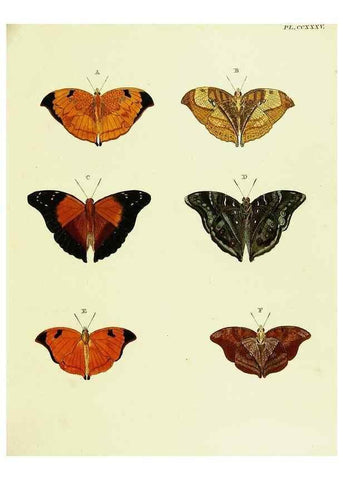 Reproducción/Reproduction 22596542282: De uitlandsche kapellen voorkomende in de drie waereld-deelen, Asia, Africa en America,. Amsteldam,Chez S. J. Baalde;1779-1782.