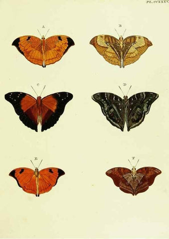 Reproducción/Reproduction 22596542282: De uitlandsche kapellen voorkomende in de drie waereld-deelen, Asia, Africa en America,. Amsteldam,Chez S. J. Baalde;1779-1782.