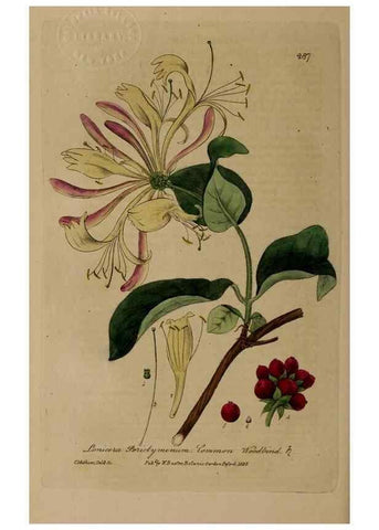 Reproducción/Reproduction 28739048140: British phaenogamous botany,. Oxford,Published by the author, sold by J.H. Parker [etc.]1834-43.