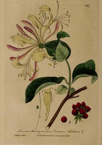 Reproducción/Reproduction 28739048140: British phaenogamous botany,. Oxford,Published by the author, sold by J.H. Parker [etc.]1834-43.