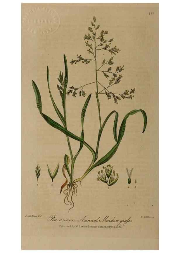 Reproducción/Reproduction 29025236675: British phaenogamous botany,. Oxford,Published by the author, sold by J.H. Parker [etc.]1834-43.
