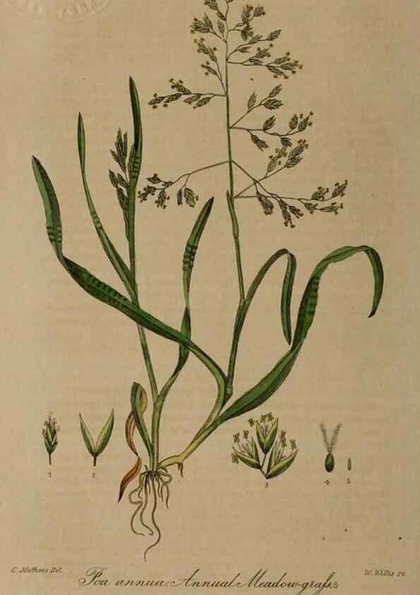 Reproducción/Reproduction 29025236675: British phaenogamous botany,. Oxford,Published by the author, sold by J.H. Parker [etc.]1834-43.