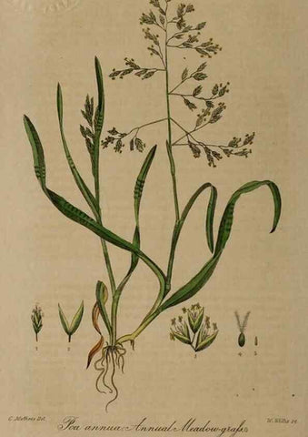 Reproducción/Reproduction 29025236675: British phaenogamous botany,. Oxford,Published by the author, sold by J.H. Parker [etc.]1834-43.