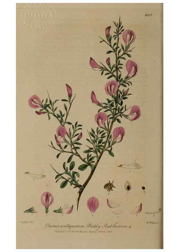 Reproducción/Reproduction 28739054820: British phaenogamous botany,. Oxford,Published by the author, sold by J.H. Parker [etc.]1834-43.