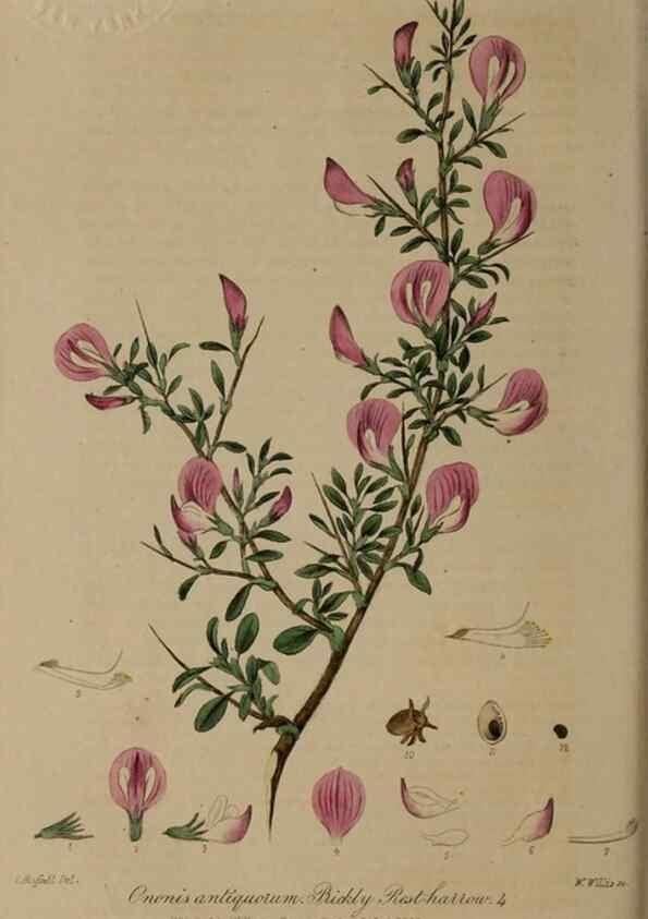 Reproducción/Reproduction 28739054820: British phaenogamous botany,. Oxford,Published by the author, sold by J.H. Parker [etc.]1834-43.