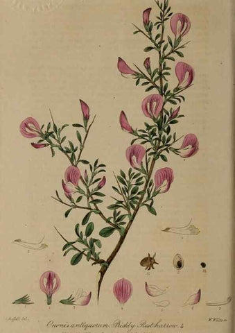 Reproducción/Reproduction 28739054820: British phaenogamous botany,. Oxford,Published by the author, sold by J.H. Parker [etc.]1834-43.
