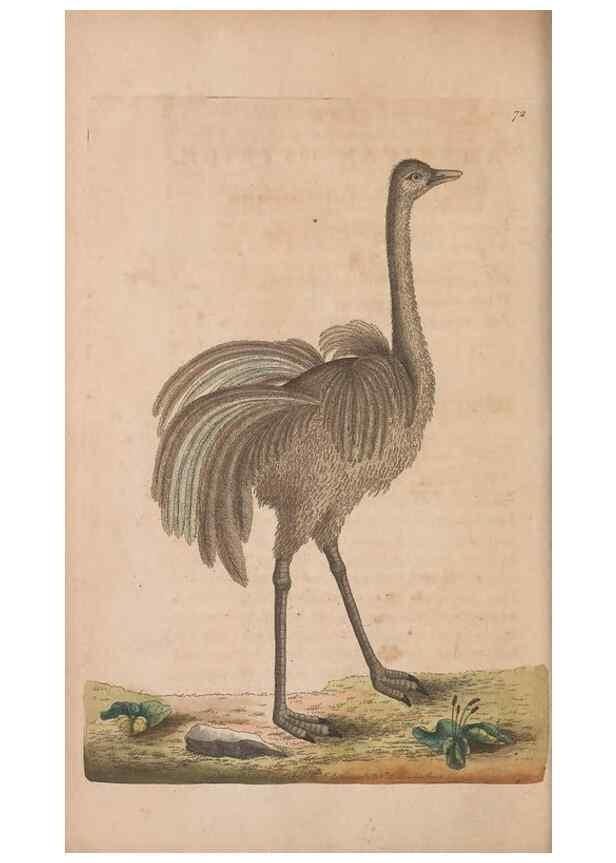 Reproducción/Reproduction 30215565563: The naturalist's miscellany, or Coloured figures of natural objects. London :Printed for Nodder & Co.,1789-1813