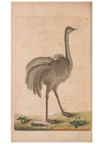 Reproducción/Reproduction 30215565563: The naturalist's miscellany, or Coloured figures of natural objects. London :Printed for Nodder & Co.,1789-1813