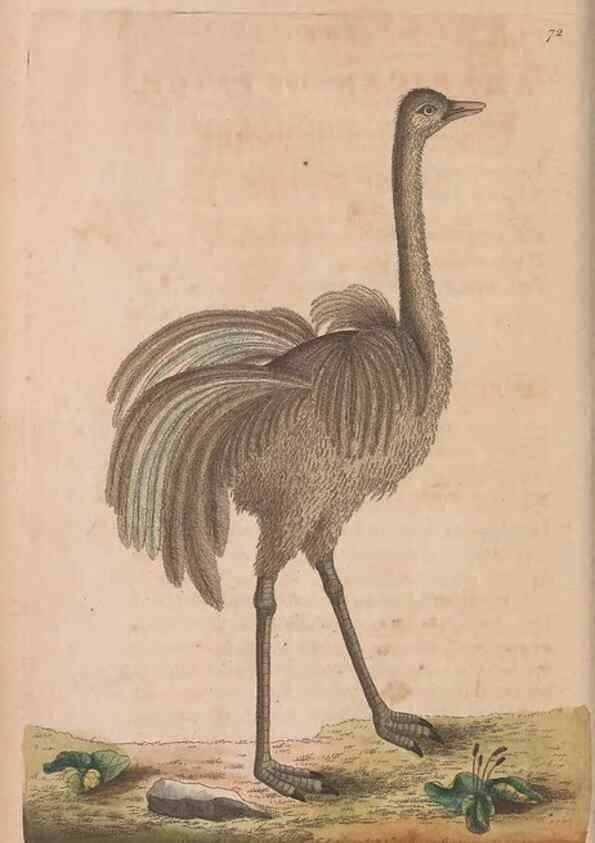 Reproducción/Reproduction 30215565563: The naturalist's miscellany, or Coloured figures of natural objects. London :Printed for Nodder & Co.,1789-1813