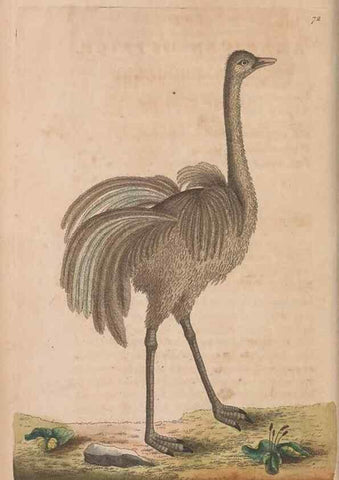 Reproducción/Reproduction 30215565563: The naturalist's miscellany, or Coloured figures of natural objects. London :Printed for Nodder & Co.,1789-1813