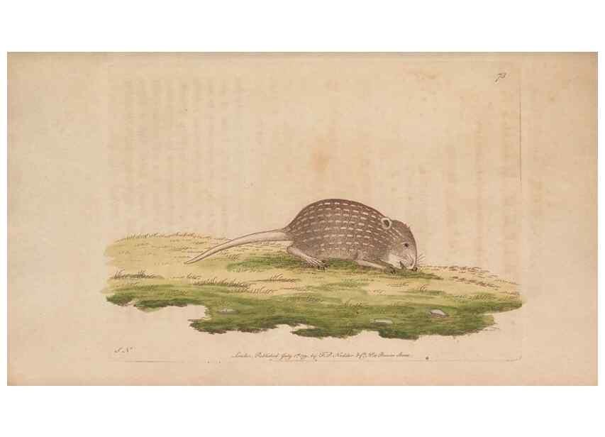 Reproducción/Reproduction 30218972644: The naturalist's miscellany, or Coloured figures of natural objects. London :Printed for Nodder & Co.,1789-1813