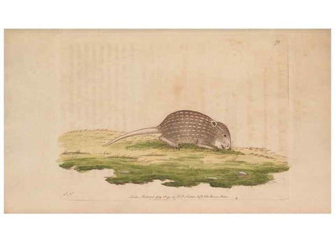 Reproducción/Reproduction 30218972644: The naturalist's miscellany, or Coloured figures of natural objects. London :Printed for Nodder & Co.,1789-1813