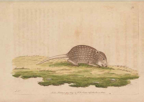 Reproducción/Reproduction 30218972644: The naturalist's miscellany, or Coloured figures of natural objects. London :Printed for Nodder & Co.,1789-1813