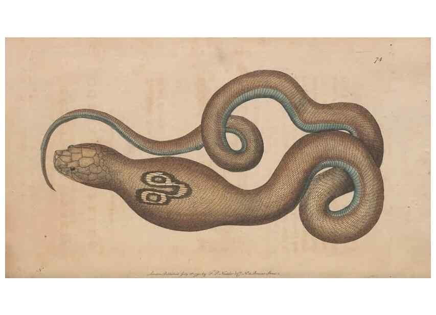 Reproducción/Reproduction 30814361346: The naturalist's miscellany, or Coloured figures of natural objects. London :Printed for Nodder & Co.,1789-1813
