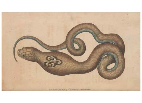 Reproducción/Reproduction 30814361346: The naturalist's miscellany, or Coloured figures of natural objects. London :Printed for Nodder & Co.,1789-1813