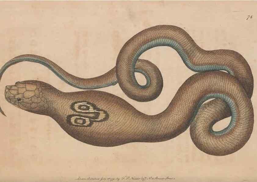 Reproducción/Reproduction 30814361346: The naturalist's miscellany, or Coloured figures of natural objects. London :Printed for Nodder & Co.,1789-1813
