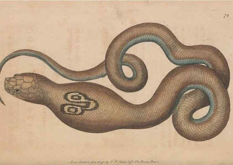 Reproducción/Reproduction 30814361346: The naturalist's miscellany, or Coloured figures of natural objects. London :Printed for Nodder & Co.,1789-1813