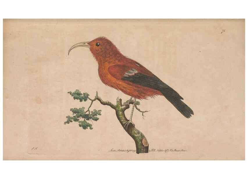 Reproducción/Reproduction 30814636816: The naturalist's miscellany, or Coloured figures of natural objects. London :Printed for Nodder & Co.,1789-1813