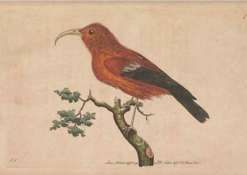 Reproducción/Reproduction 30814636816: The naturalist's miscellany, or Coloured figures of natural objects. London :Printed for Nodder & Co.,1789-1813
