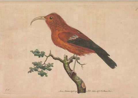 Reproducción/Reproduction 30814636816: The naturalist's miscellany, or Coloured figures of natural objects. London :Printed for Nodder & Co.,1789-1813