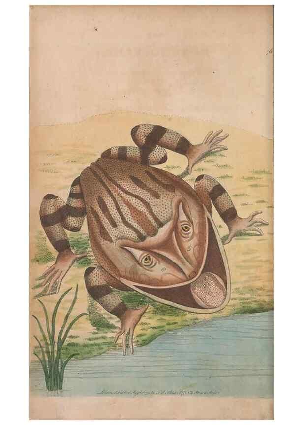 Reproducción/Reproduction 30851228965: The naturalist's miscellany, or Coloured figures of natural objects. London :Printed for Nodder & Co.,1789-1813