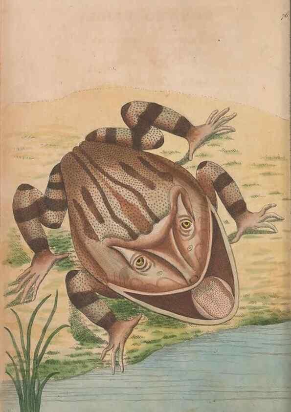 Reproducción/Reproduction 30851228965: The naturalist's miscellany, or Coloured figures of natural objects. London :Printed for Nodder & Co.,1789-1813