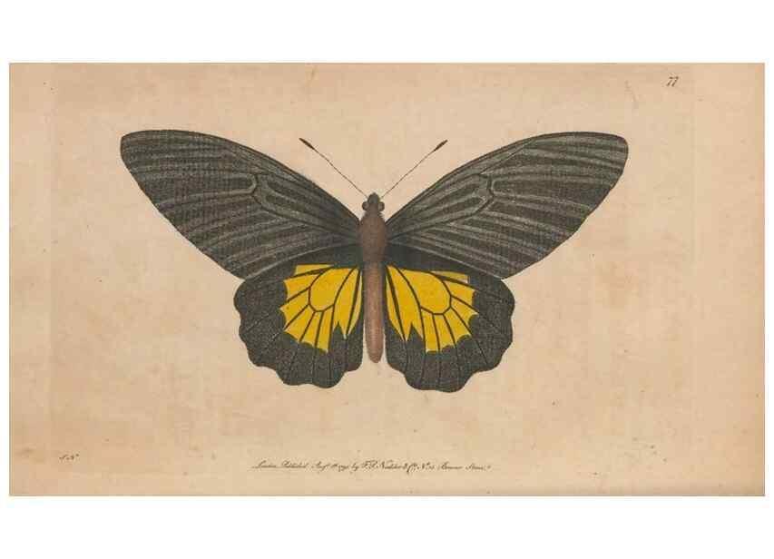 Reproducción/Reproduction 30215792073: The naturalist's miscellany, or Coloured figures of natural objects. London :Printed for Nodder & Co.,1789-1813