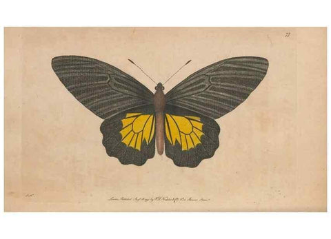 Reproducción/Reproduction 30215792073: The naturalist's miscellany, or Coloured figures of natural objects. London :Printed for Nodder & Co.,1789-1813