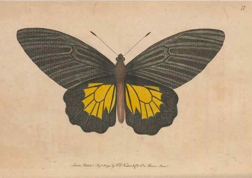 Reproducción/Reproduction 30215792073: The naturalist's miscellany, or Coloured figures of natural objects. London :Printed for Nodder & Co.,1789-1813