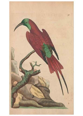 Reproducción/Reproduction 30550253530: The naturalist's miscellany, or Coloured figures of natural objects. London :Printed for Nodder & Co.,1789-1813