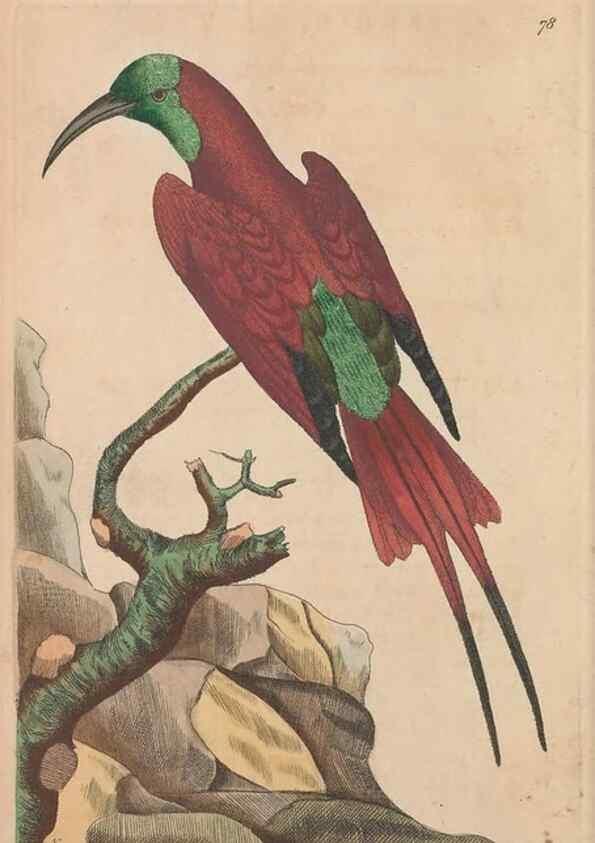 Reproducción/Reproduction 30550253530: The naturalist's miscellany, or Coloured figures of natural objects. London :Printed for Nodder & Co.,1789-1813