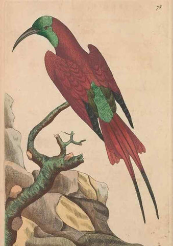 Reproducción/Reproduction 30550253530: The naturalist's miscellany, or Coloured figures of natural objects. London :Printed for Nodder & Co.,1789-1813