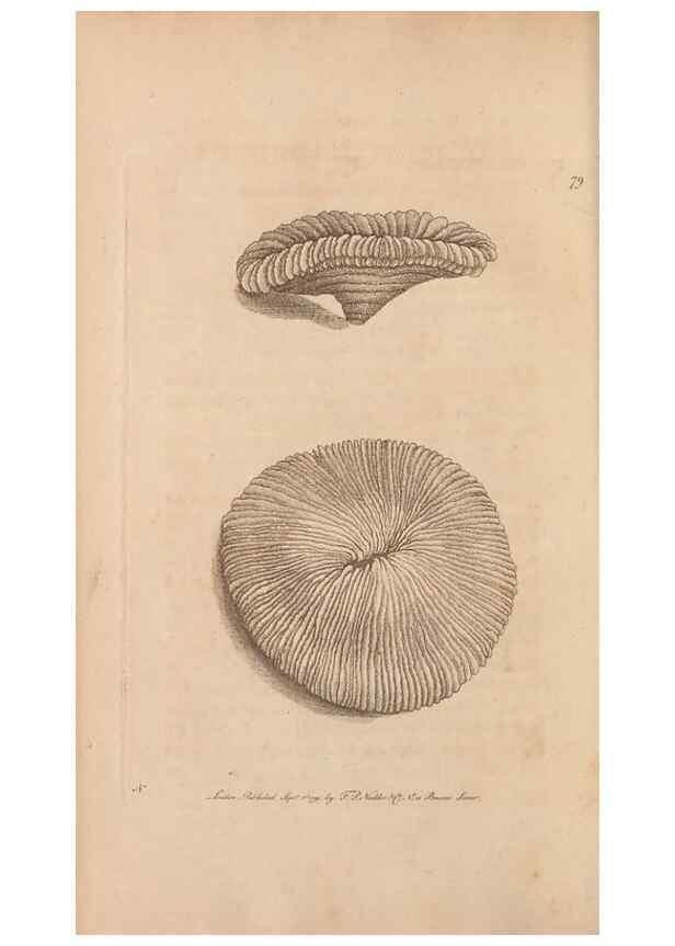 Reproducción/Reproduction 30219228864: The naturalist's miscellany, or Coloured figures of natural objects. London :Printed for Nodder & Co.,1789-1813