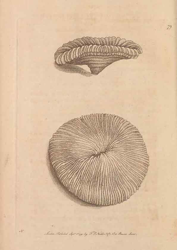 Reproducción/Reproduction 30219228864: The naturalist's miscellany, or Coloured figures of natural objects. London :Printed for Nodder & Co.,1789-1813