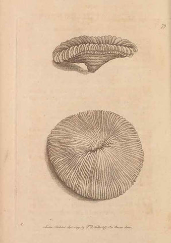 Reproducción/Reproduction 30219228864: The naturalist's miscellany, or Coloured figures of natural objects. London :Printed for Nodder & Co.,1789-1813
